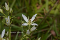 Swertia angustifolia var. pulchella